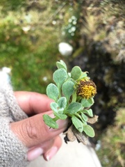 Senecio sagasteguii