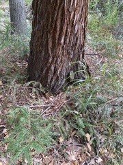 Sequoia