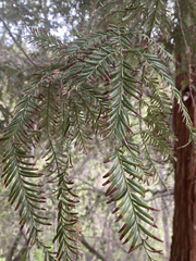 Sequoia