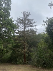 Sequoia