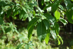 Ficus prolixa