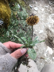 Senecio candollei