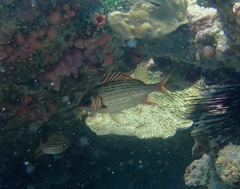 Neoniphon vexillarium