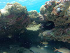 Neoniphon vexillarium