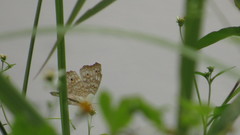 Junonia atlites atlites