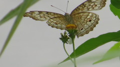 Junonia atlites atlites