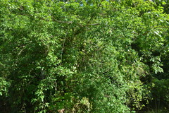 Ficus prolixa