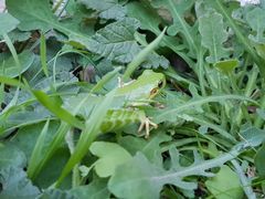 Hyla sarda