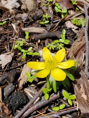 Eranthis
