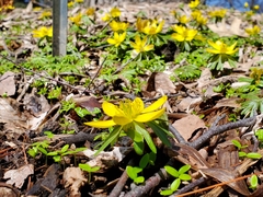 Eranthis