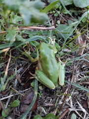 Hyla sarda