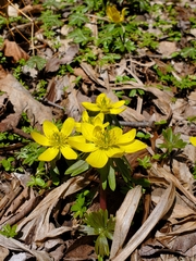 Eranthis