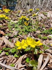 Eranthis
