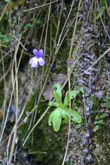 Pinguicula dertosensis