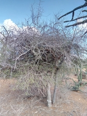Commiphora simplicifolia