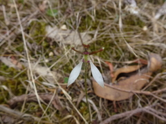 Eriochilus collinus collinus