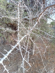 Commiphora simplicifolia