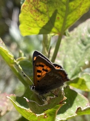 Lycaena phlaeas phlaeoides