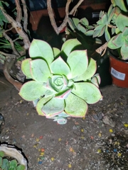 Crassulaceae