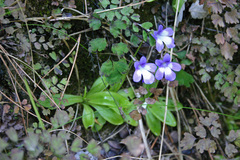 Pinguicula dertosensis