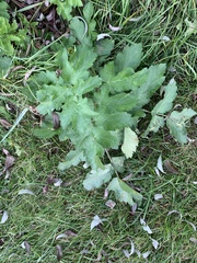 Tordylieae