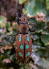 Naupactus bellus