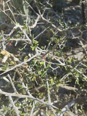 Castela erecta