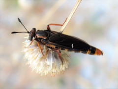 Phyllomydas parvulus