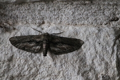 Holochroa dissociarius