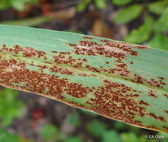 Puccinia nakanishikii