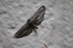 Holochroa dissociarius