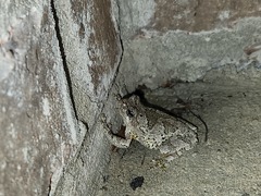 Hyla chrysoscelis