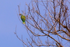 Ptilinopus roseicapilla