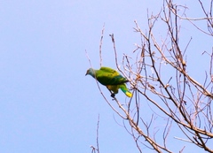 Ptilinopus roseicapilla