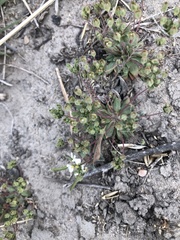 Androsace occidentalis