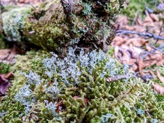 Cladonia cenotea