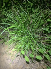 Carex prasina