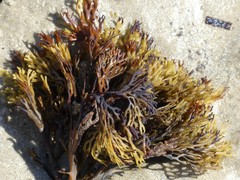 Xiphophora chondrophylla