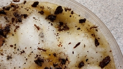 Proceratium crassicorne