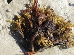 Xiphophora chondrophylla