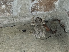 Hyla chrysoscelis