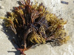 Xiphophora chondrophylla
