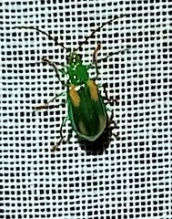 Diabrotica porracea