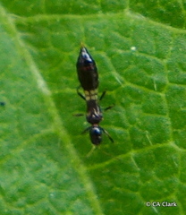 Franklinothrips