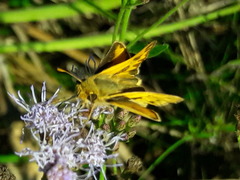 Hylephila phyleus