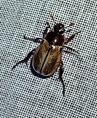 Anomala testaceipennis