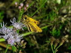 Hylephila phyleus