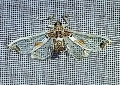 Neoleucinodes elegantalis