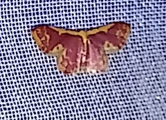 Idaea gemma