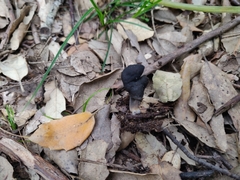 Helvella atra